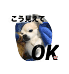 たれみみチワワのまろ3（個別スタンプ：2）