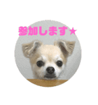 たれみみチワワのまろ3（個別スタンプ：6）