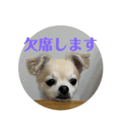 たれみみチワワのまろ3（個別スタンプ：7）