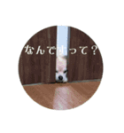 たれみみチワワのまろ3（個別スタンプ：8）