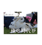 たれみみチワワのまろ3（個別スタンプ：9）