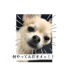 たれみみチワワのまろ3（個別スタンプ：10）
