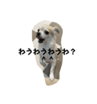 たれみみチワワのまろ3（個別スタンプ：12）