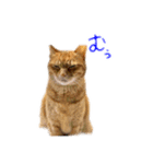 とらちゃんのスタンプ⭐️（個別スタンプ：7）