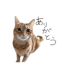 とらちゃんのスタンプ⭐️（個別スタンプ：9）