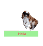 犬が伝える（個別スタンプ：1）