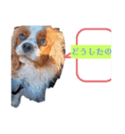 犬が伝える（個別スタンプ：2）
