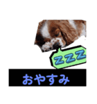 犬が伝える（個別スタンプ：3）