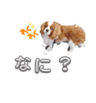 犬が伝える（個別スタンプ：4）