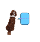 犬が伝える（個別スタンプ：5）