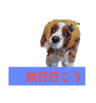 犬が伝える（個別スタンプ：6）