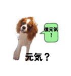 犬が伝える（個別スタンプ：7）