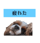 犬が伝える（個別スタンプ：9）