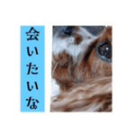 犬が伝える（個別スタンプ：10）