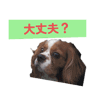 犬が伝える（個別スタンプ：11）