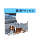 犬が伝える（個別スタンプ：12）