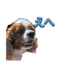 犬が伝える（個別スタンプ：13）