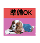 犬が伝える（個別スタンプ：14）