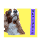 犬が伝える（個別スタンプ：15）