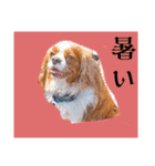 犬が伝える（個別スタンプ：16）