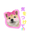 愉快なかわいいどうぶつたち（個別スタンプ：3）