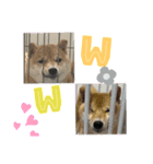 愉快なかわいいどうぶつたち（個別スタンプ：4）