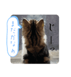 愉快なかわいいどうぶつたち（個別スタンプ：5）