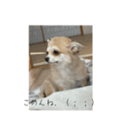 私の家のコタケくん2（個別スタンプ：19）