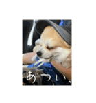 私の家のコタケくん2（個別スタンプ：24）