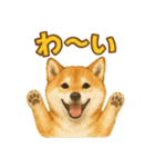 柴犬、気持ちを伝えるスタンプ（個別スタンプ：1）