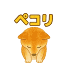 柴犬、気持ちを伝えるスタンプ（個別スタンプ：3）