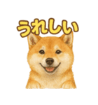 柴犬、気持ちを伝えるスタンプ（個別スタンプ：5）