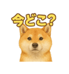 柴犬、気持ちを伝えるスタンプ（個別スタンプ：6）