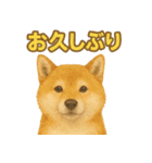 柴犬、気持ちを伝えるスタンプ（個別スタンプ：8）