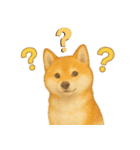 柴犬、気持ちを伝えるスタンプ（個別スタンプ：12）