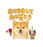柴犬、気持ちを伝えるスタンプ（個別スタンプ：16）
