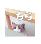 ラグドールねこのスタンプ（個別スタンプ：1）