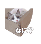 ラグドールねこのスタンプ（個別スタンプ：2）