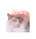 ラグドールねこのスタンプ（個別スタンプ：3）