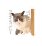 ラグドールねこのスタンプ（個別スタンプ：4）