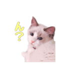 ラグドールねこのスタンプ（個別スタンプ：5）