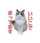 ラグドールねこのスタンプ（個別スタンプ：6）