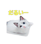 ラグドールねこのスタンプ（個別スタンプ：7）