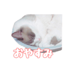 ラグドールねこのスタンプ（個別スタンプ：8）
