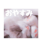 ラグドールねこのスタンプ（個別スタンプ：9）