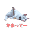 ラグドールねこのスタンプ（個別スタンプ：10）