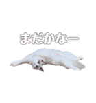 ラグドールねこのスタンプ（個別スタンプ：11）