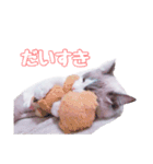 ラグドールねこのスタンプ（個別スタンプ：12）