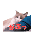 ラグドールねこのスタンプ（個別スタンプ：14）