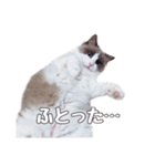 ラグドールねこのスタンプ（個別スタンプ：15）